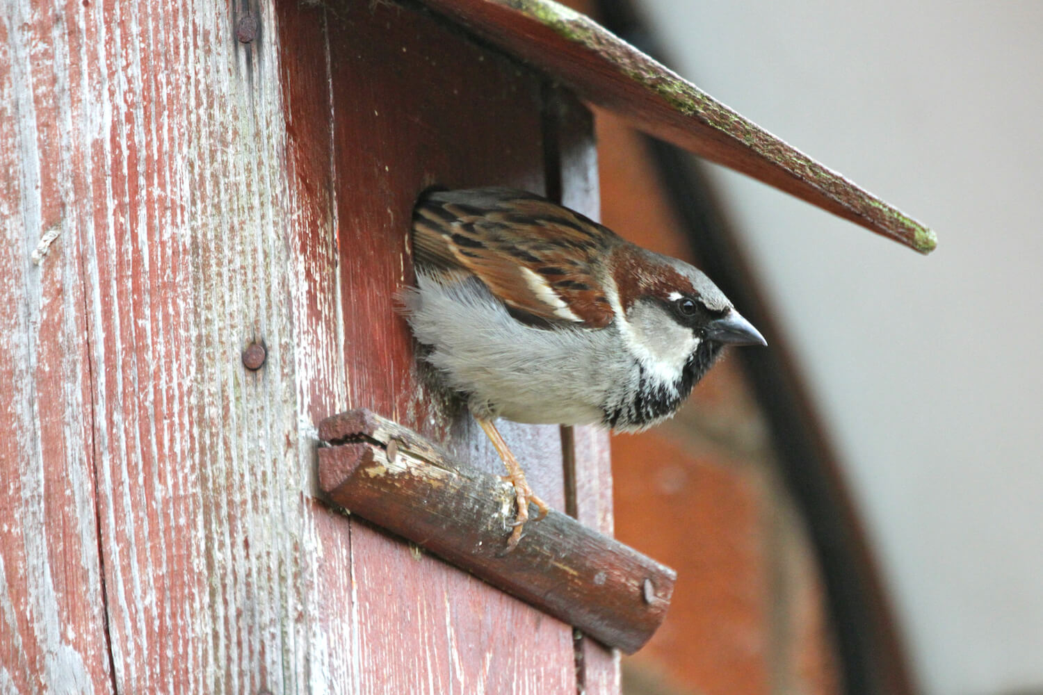 Haussperling: Nest, Jungvogel & Co. im Steckbrief - Plantura