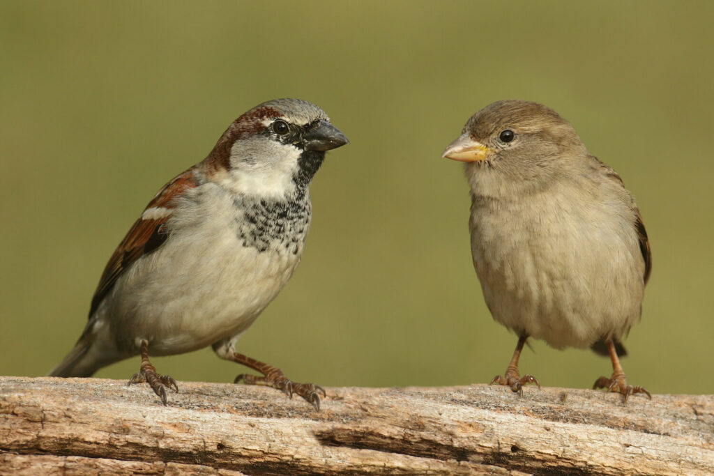Haussperling-Weibchen neben Männchen