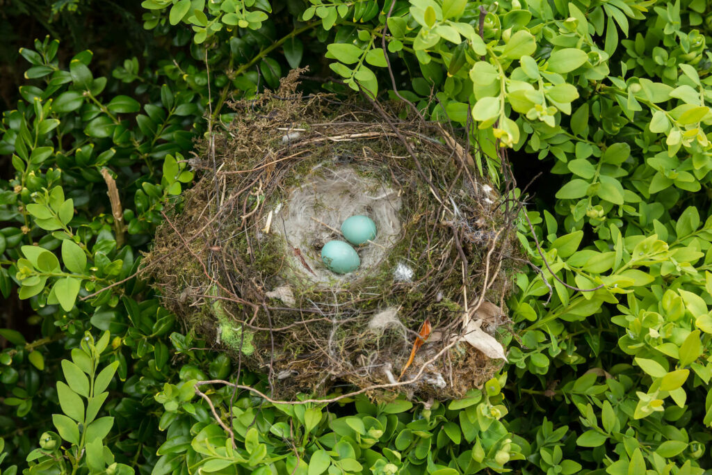 Heckenbraunelle-Eier im Nest