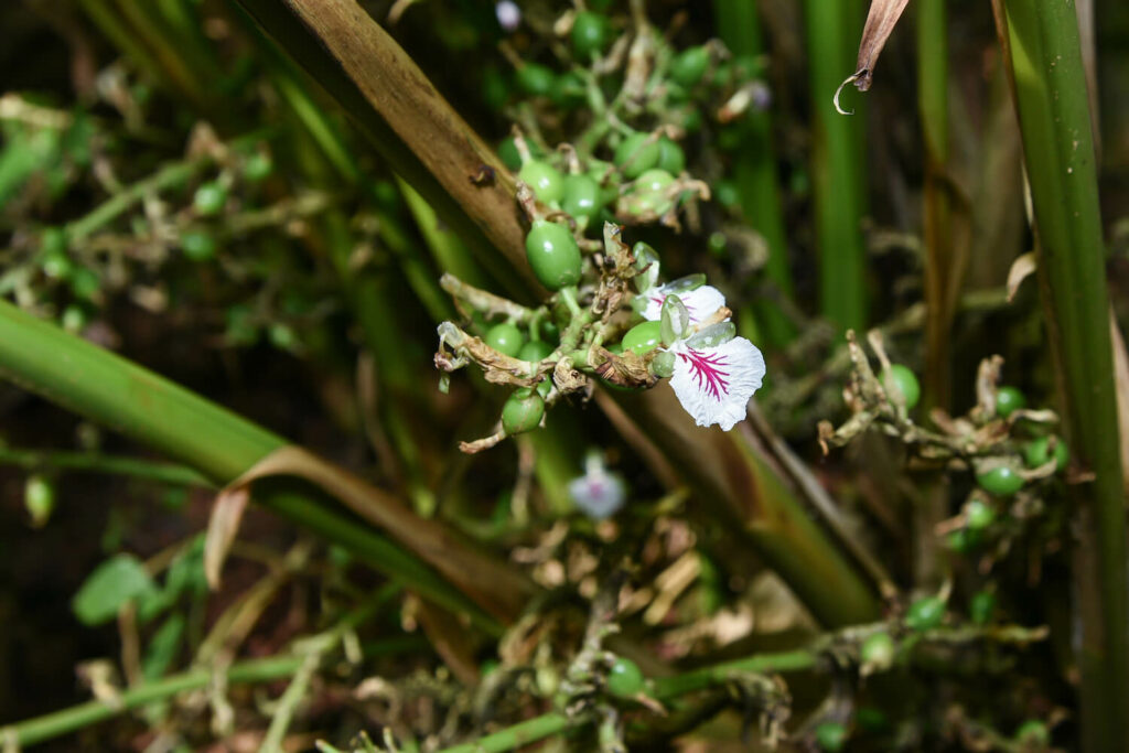Blüte des Kardamom