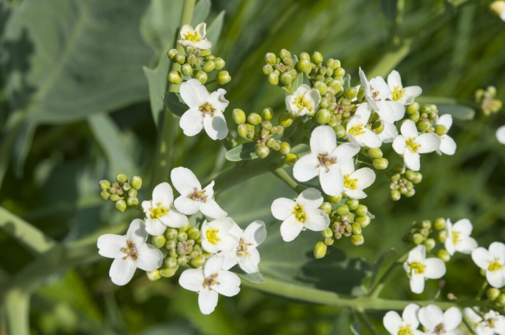 Weiß blühender Meerkohl