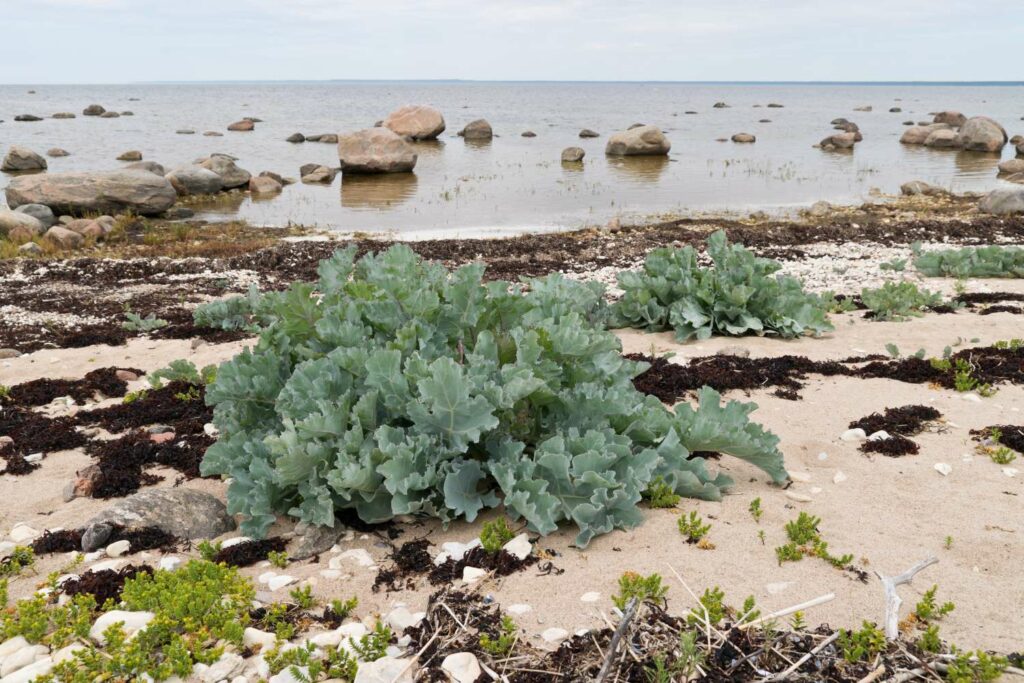 Der Meerkohl wächst am Strand 