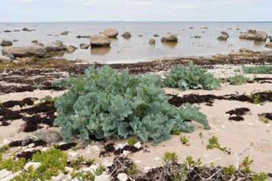 Meerkohl: Pflanzen & Pflegen des Strandkohls