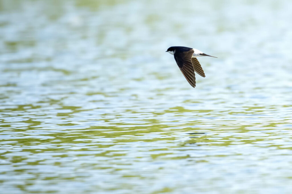 Mehlschwalbe im Flug