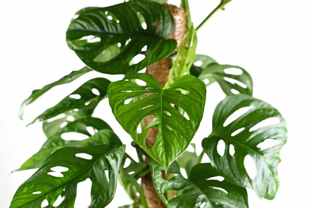 Monstera Monkey Leaf als Zimmerpflanze