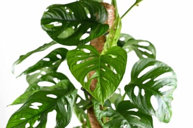 Monstera Monkey Leaf: Pflege, Vermehrung & Co.