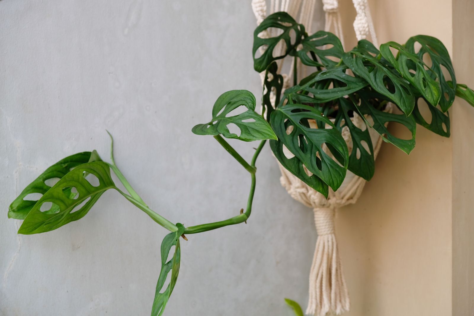 Monstera Monkey Leaf Pflege, Standort & Co. Plantura
