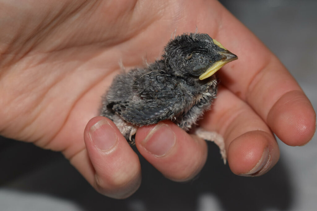 gefundener Rauchschwalben-Jungvogel