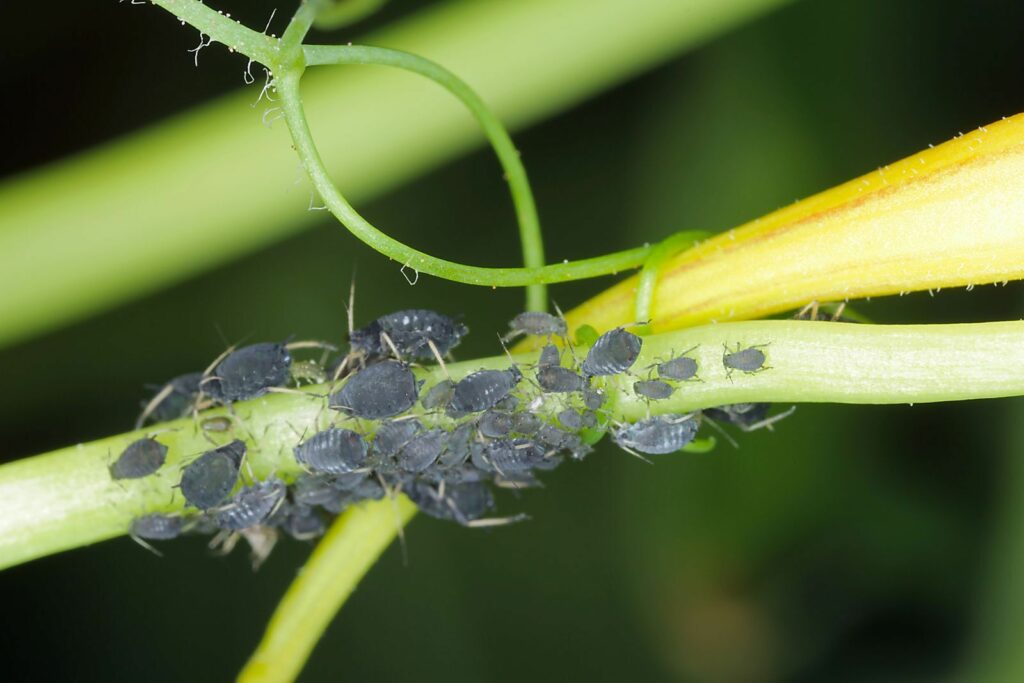 Schwarze Blattläuse sind die häufigsten Blattläuse