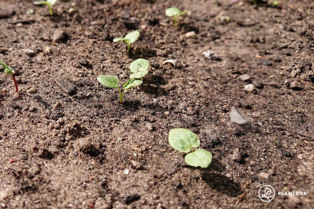 Keimlinge der Stockrose
