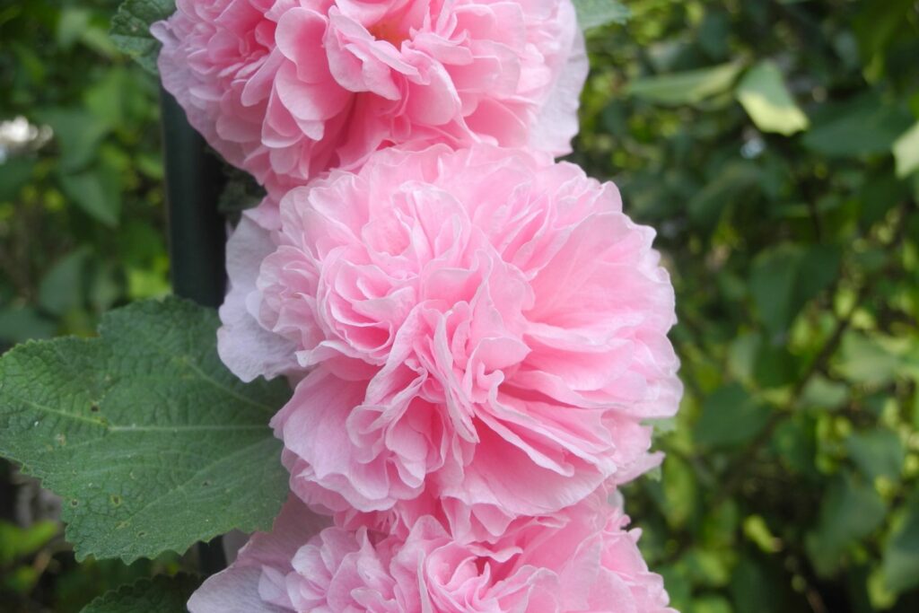 Gefüllte rosa Stockrosen-Blüten