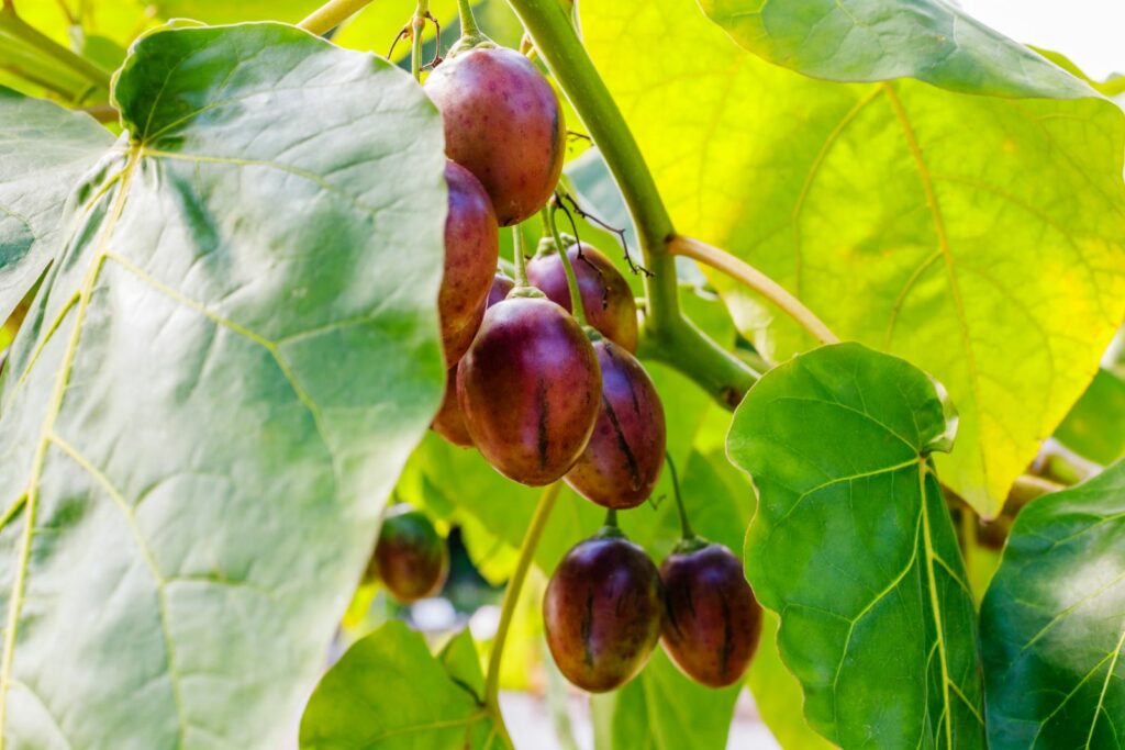 Baumtomate mit reifen Früchten