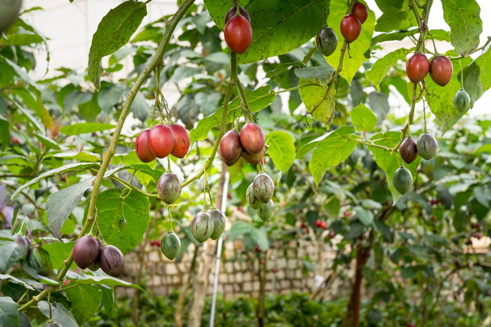tamarillo-und-zwerg-tamarillo-pflanzen-tamarillo-pflanzen-im-winter
