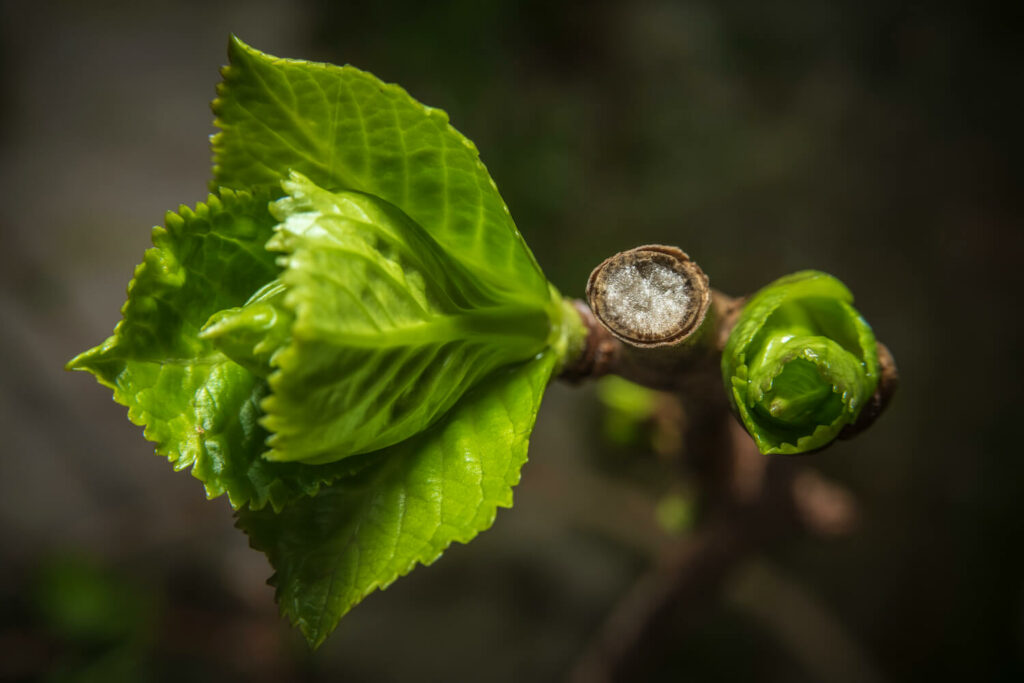 geschnittene Tellerhortensie