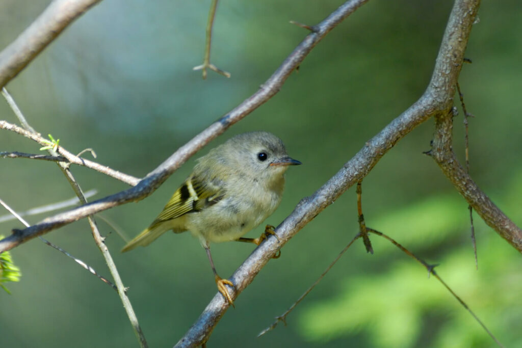 junges Wintergoldhähnchen