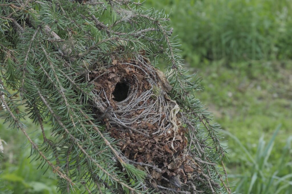Nest des Wintergoldhähnchens