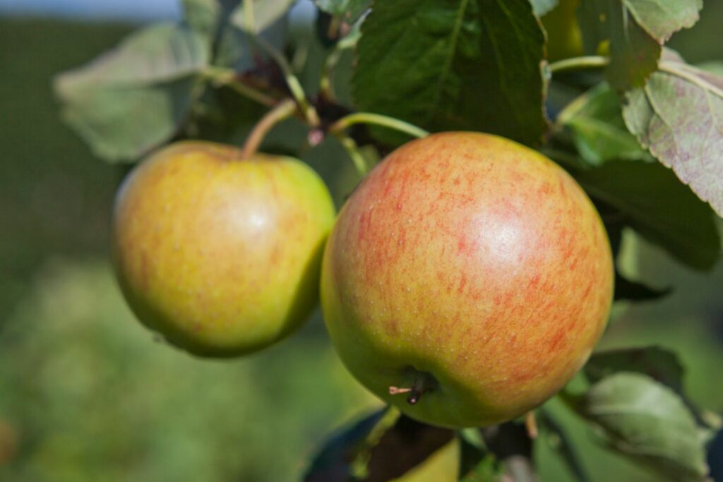 James-Grieve-Äpfel am Baum