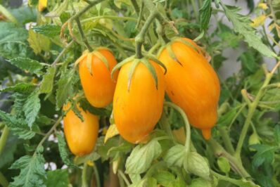 Banana Legs-Tomate: Pflanzen & pflegen der gelben Tomate