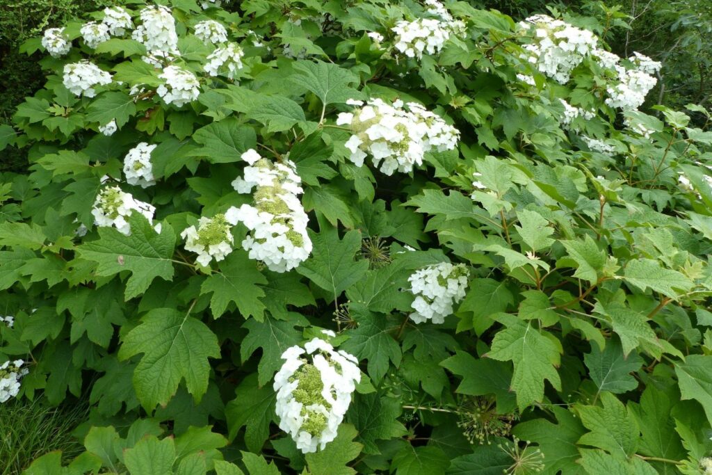 Eichenblättrige Hortensie mit weißen Blüten