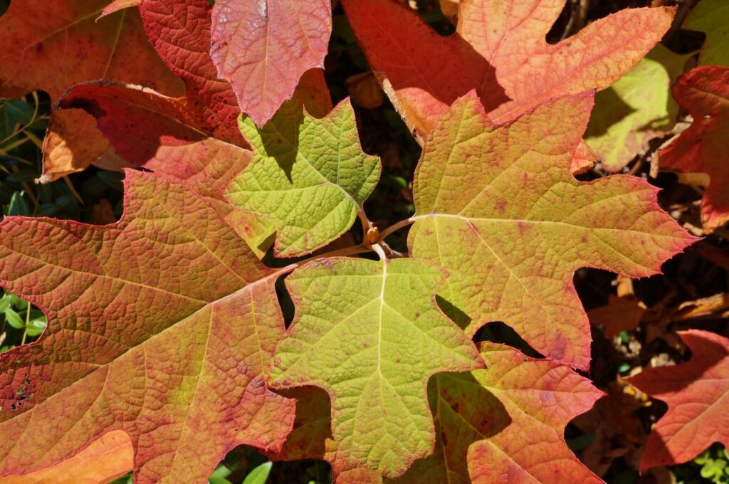 Herbstfärbung der Eichenblättrigen Hortensie