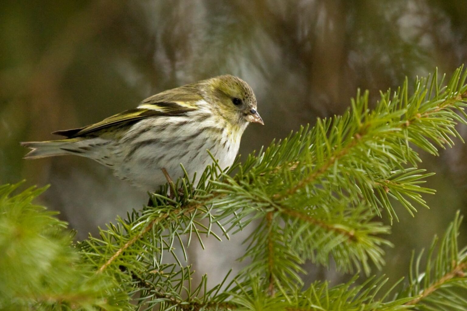 Erlenzeisig Bilder, Weibchen, Lebensraum & Co. Plantura