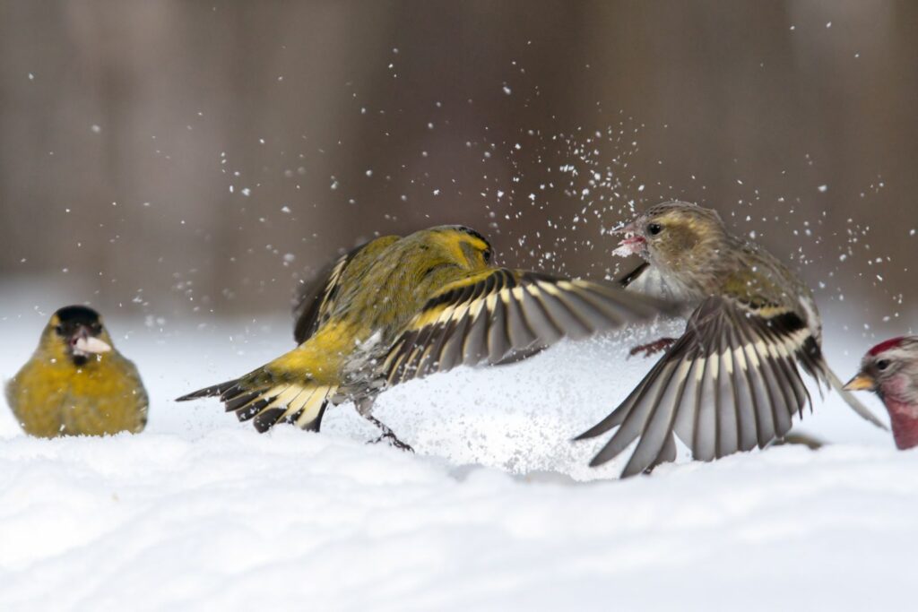 Kampf zwischen Erlenzeisigen im Schnee