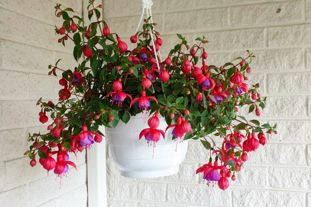 Blühende Fuchsie