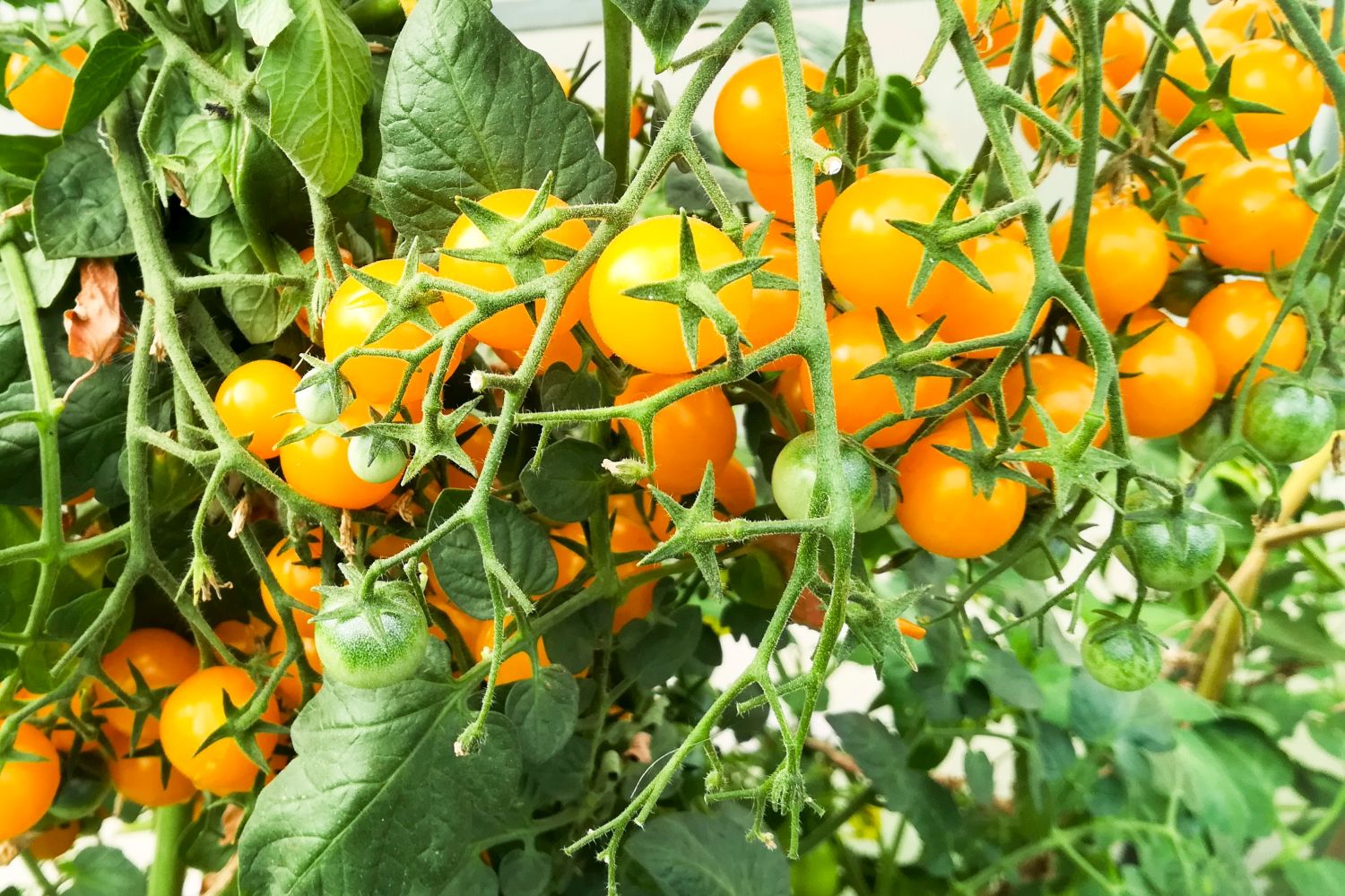 GalapagosTomate Die Wildtomate im Portrait Plantura