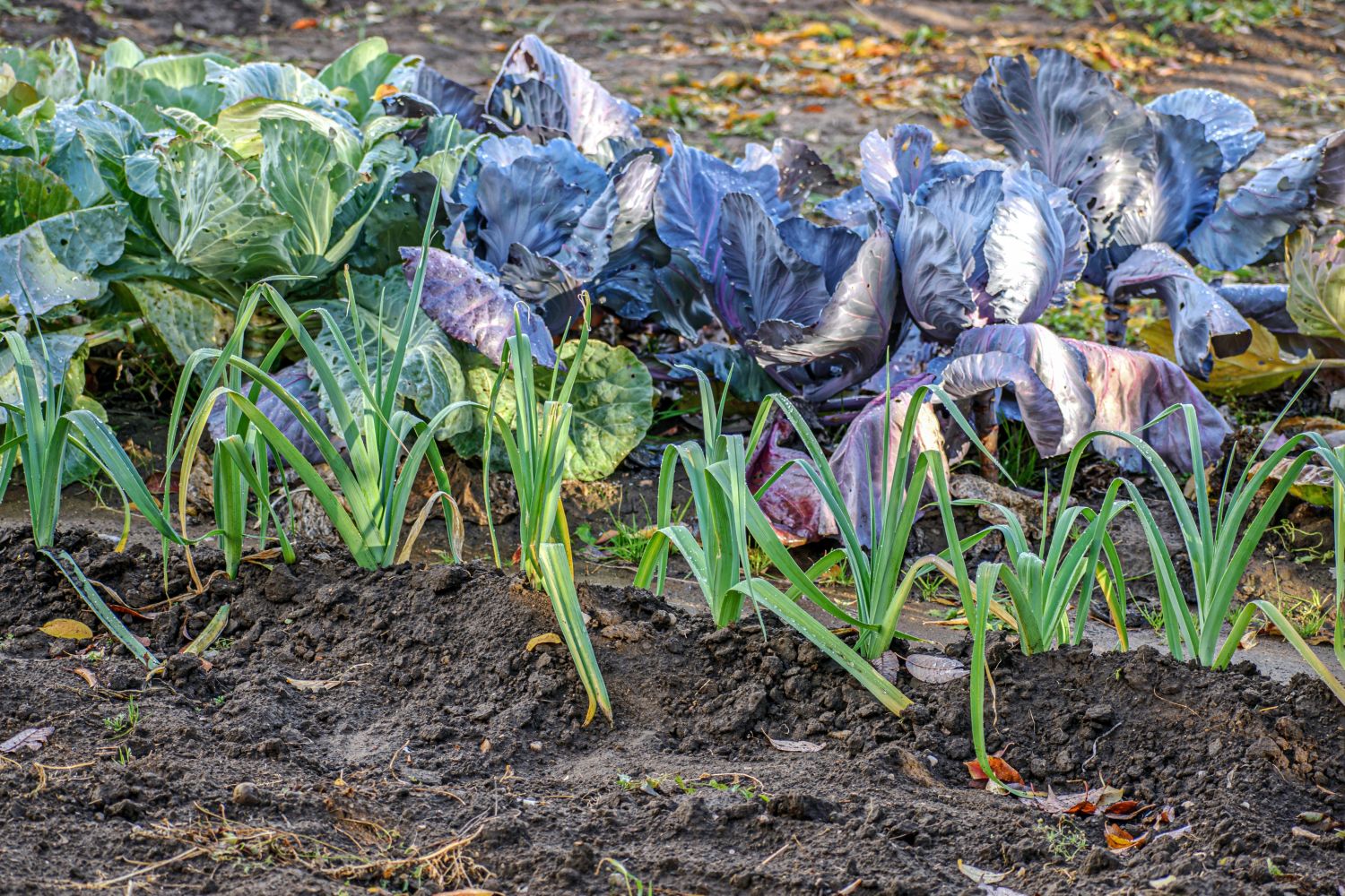 Gartenarbeit im November Tipps für den Herbst Plantura
