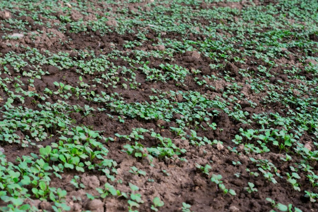 Senf als Gründünger auf einem Beet