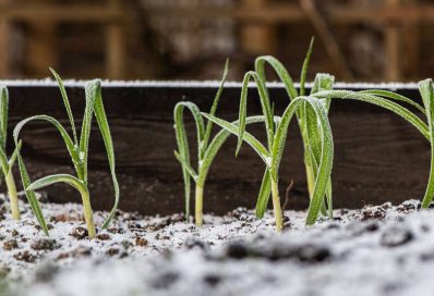Hochbeet im Winter: Bepflanzen & winterfest machen