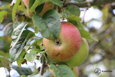 Apfel ‘James Grieve’: Anbau, Ernte & Verwendung