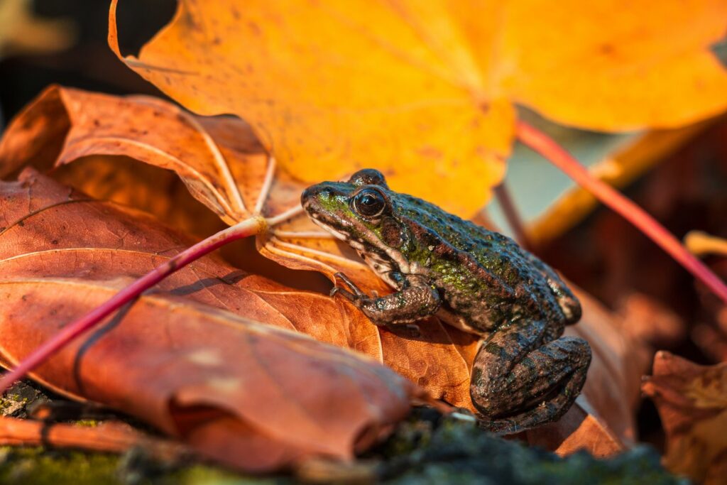 Kröte im Herbstlaub