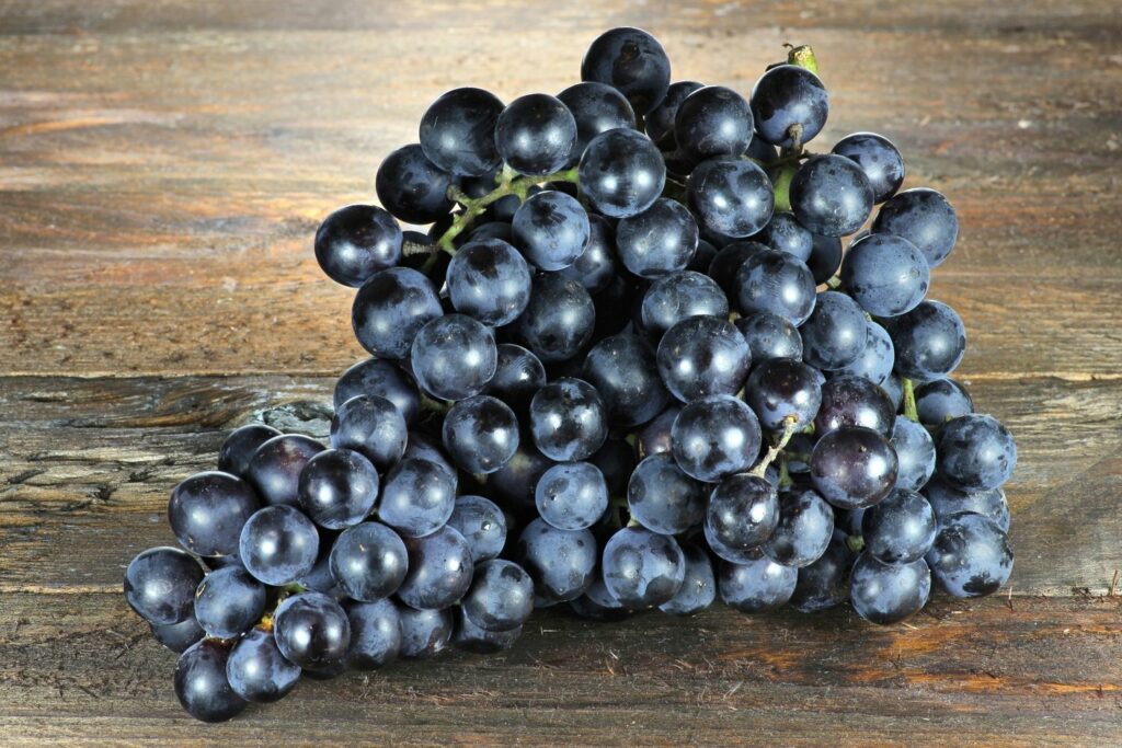 Tafeltraube Muscat Bleu