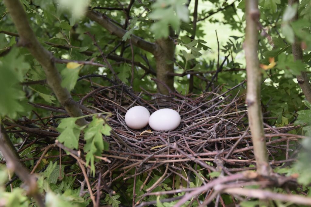 Ringeltauben-Eier im Nest