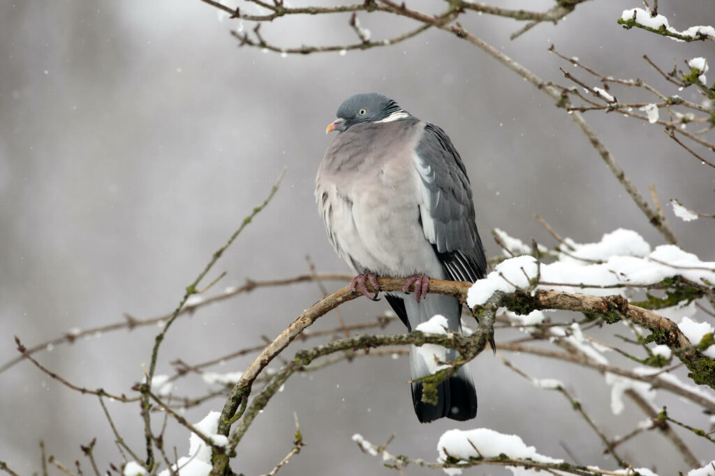 Ringeltaube im Winter