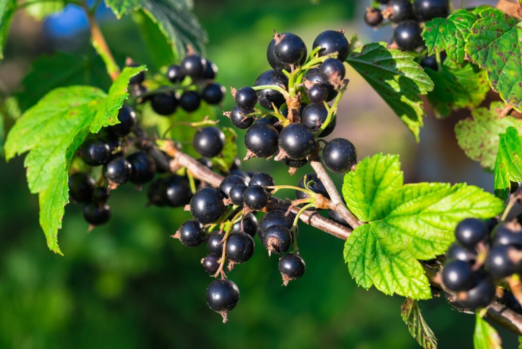 Reife, schwarze Johannisbeeren am Strauch