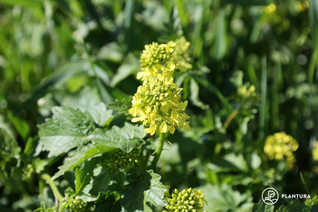 Blüte der Senfpflanze