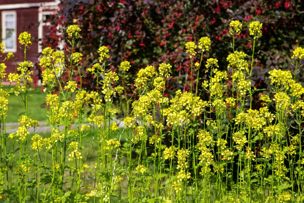 blühende Senfpflanzen im Garten