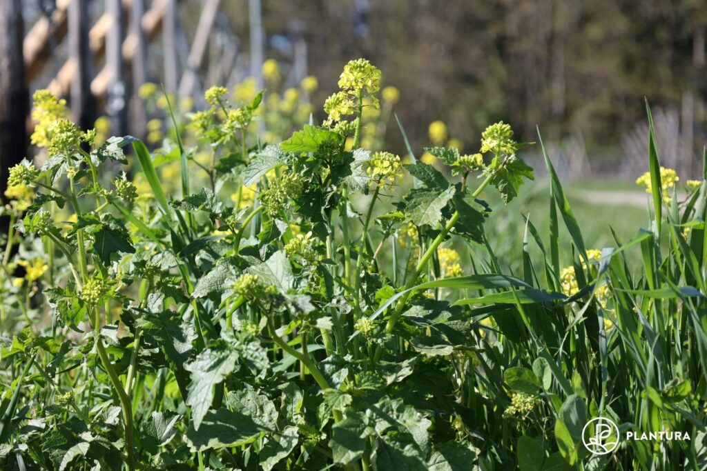 Senf im Garten