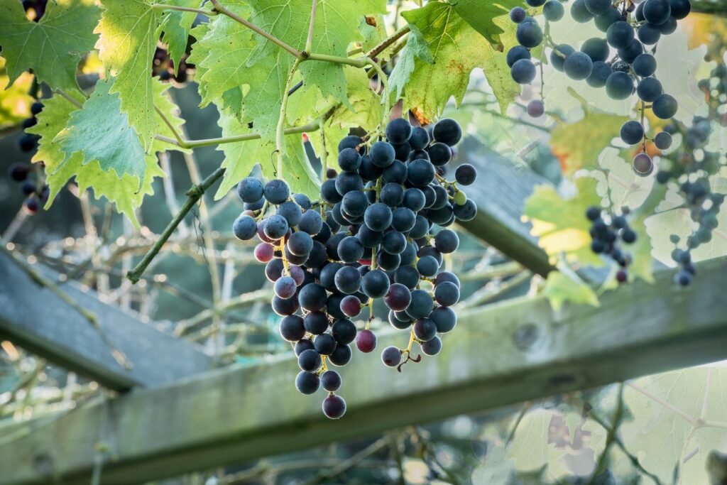 Reife Muscat Bleu