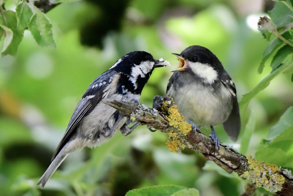 Tannenmeisen-Jungvogel neben adultem Vogel