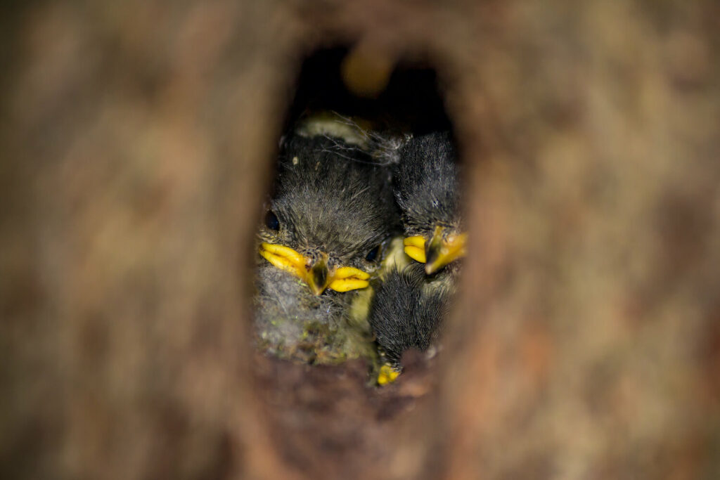 Tannenmeisen-Nest mit Jungvögeln