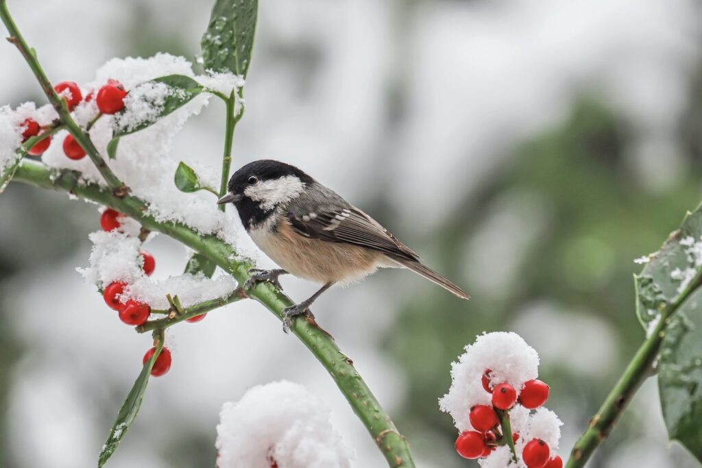 Tannenmeise im Winter