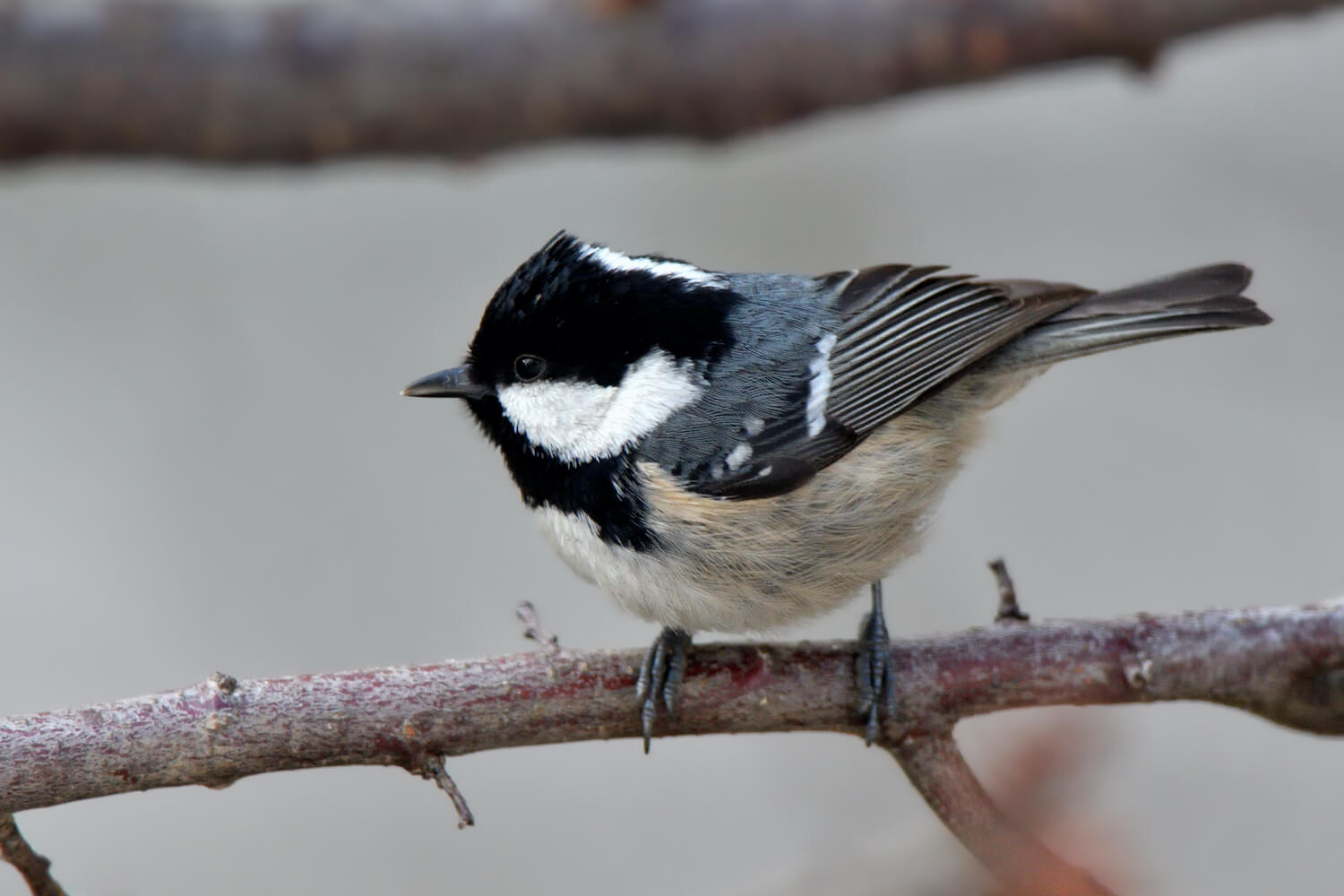 Tannenmeise: Lebensraum, Bilder & Co im Steckbrief