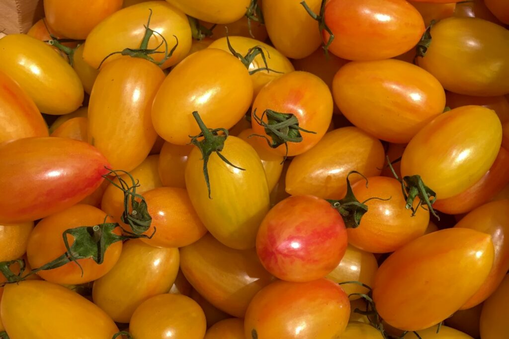 Tomaten der Sorte Blush