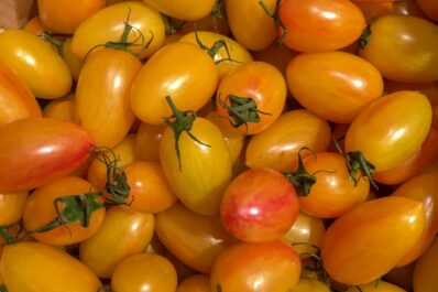 Tomate ‘Blush’: Alles zur goldenen Flaschentomate