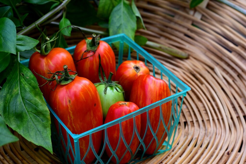 Tomaten der Sorte Striped Roman