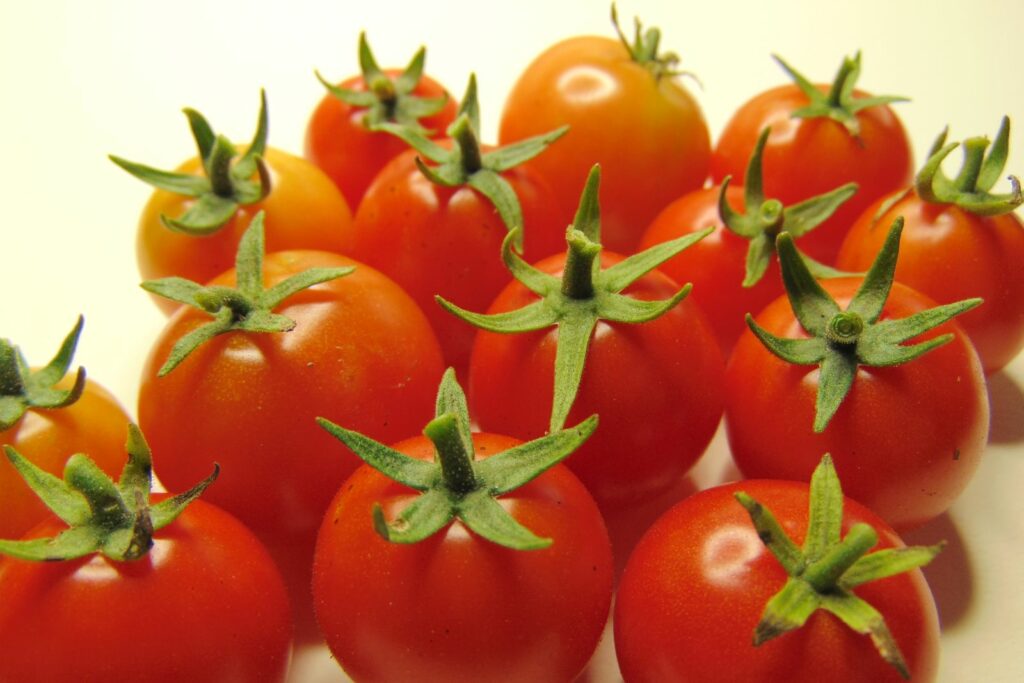 Reife Tomaten der Sorte Tiny Tim