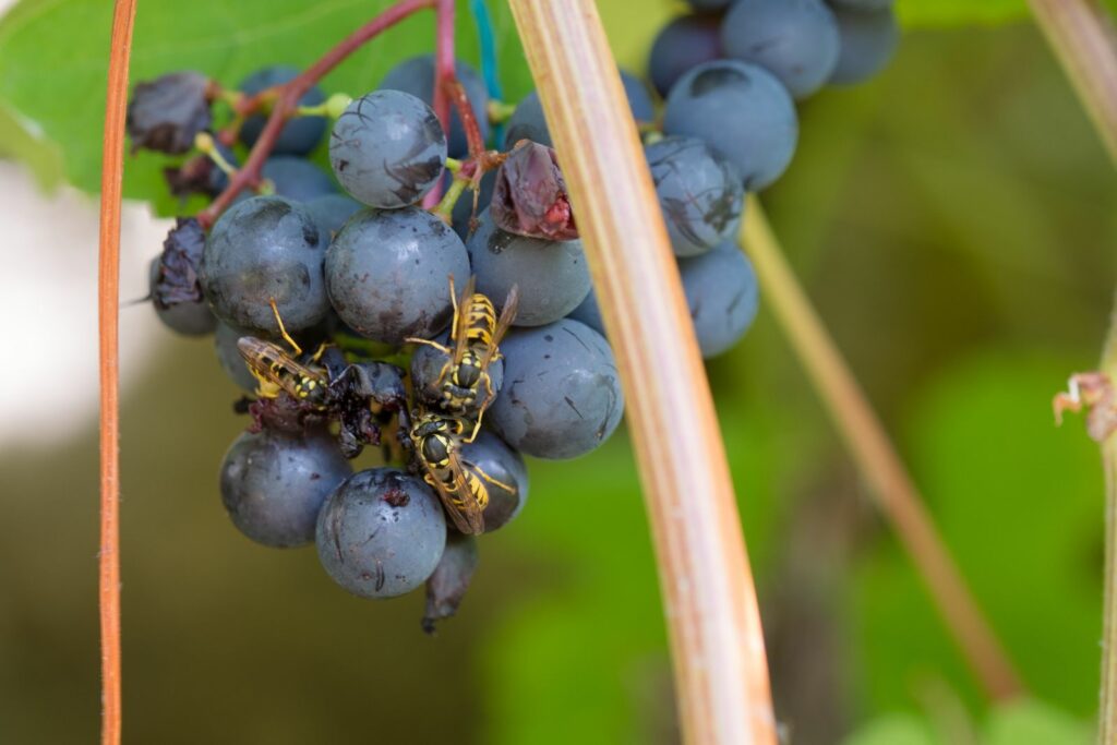 Wespen auf Weintrauben